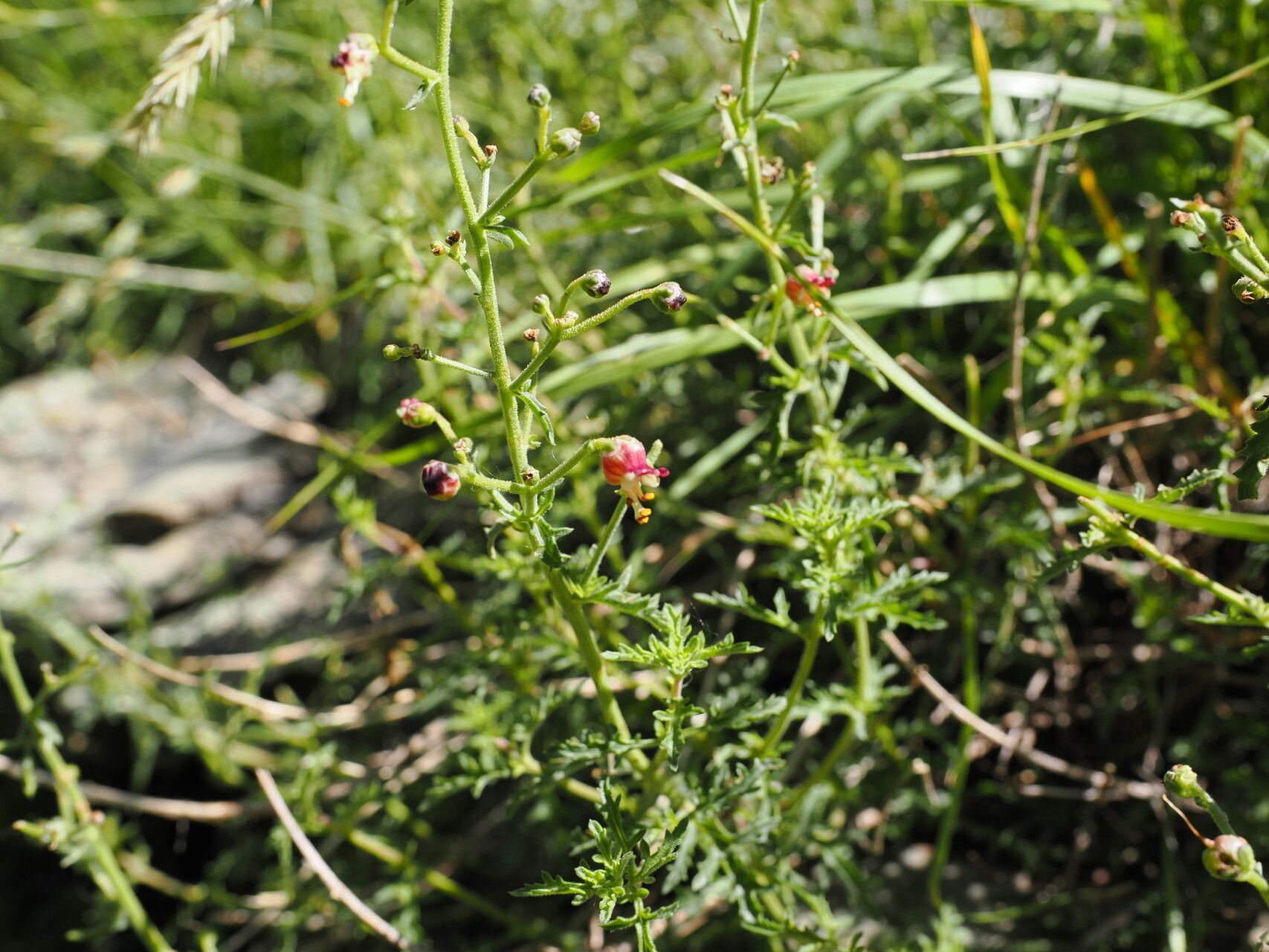 Scrophularia variegata — houseplant care guide