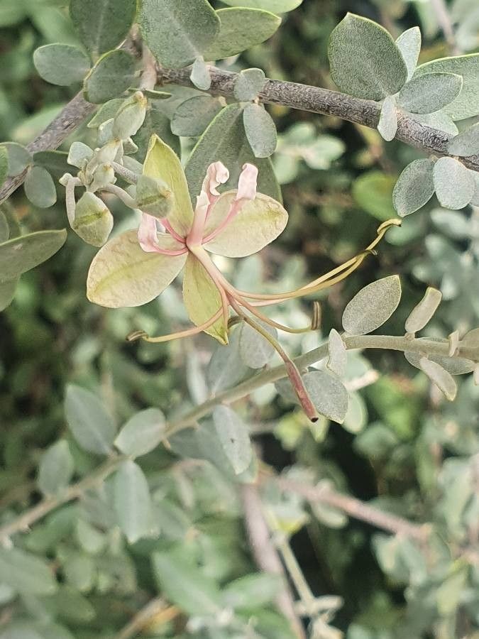 Cadaba farinosa flower
