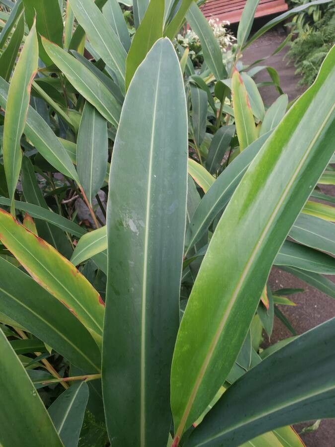 Alpinia shimadae — search result for 'Alpinia'