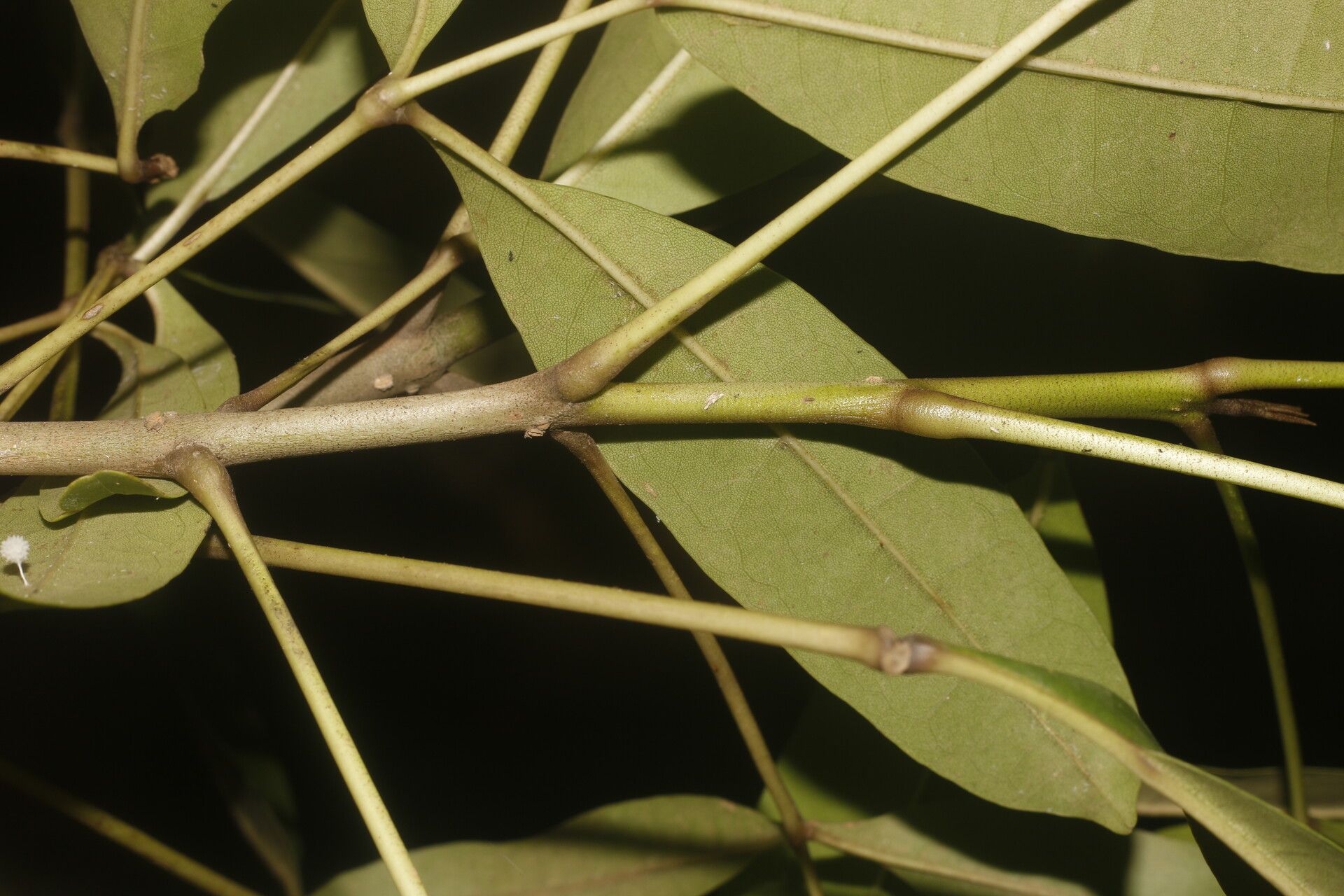 Tabebuia palustris fruit