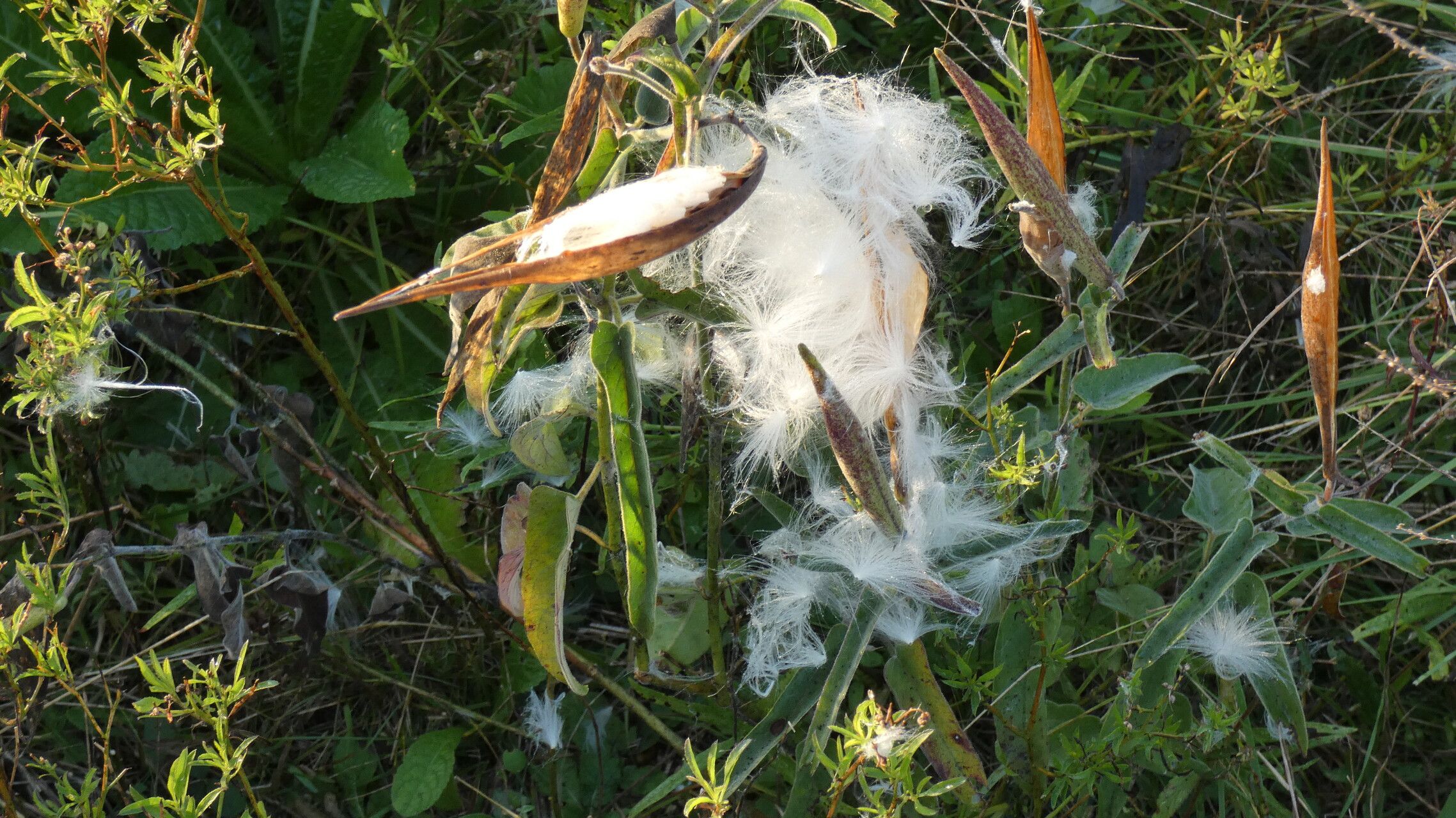 Oxypetalum solanoides fruit