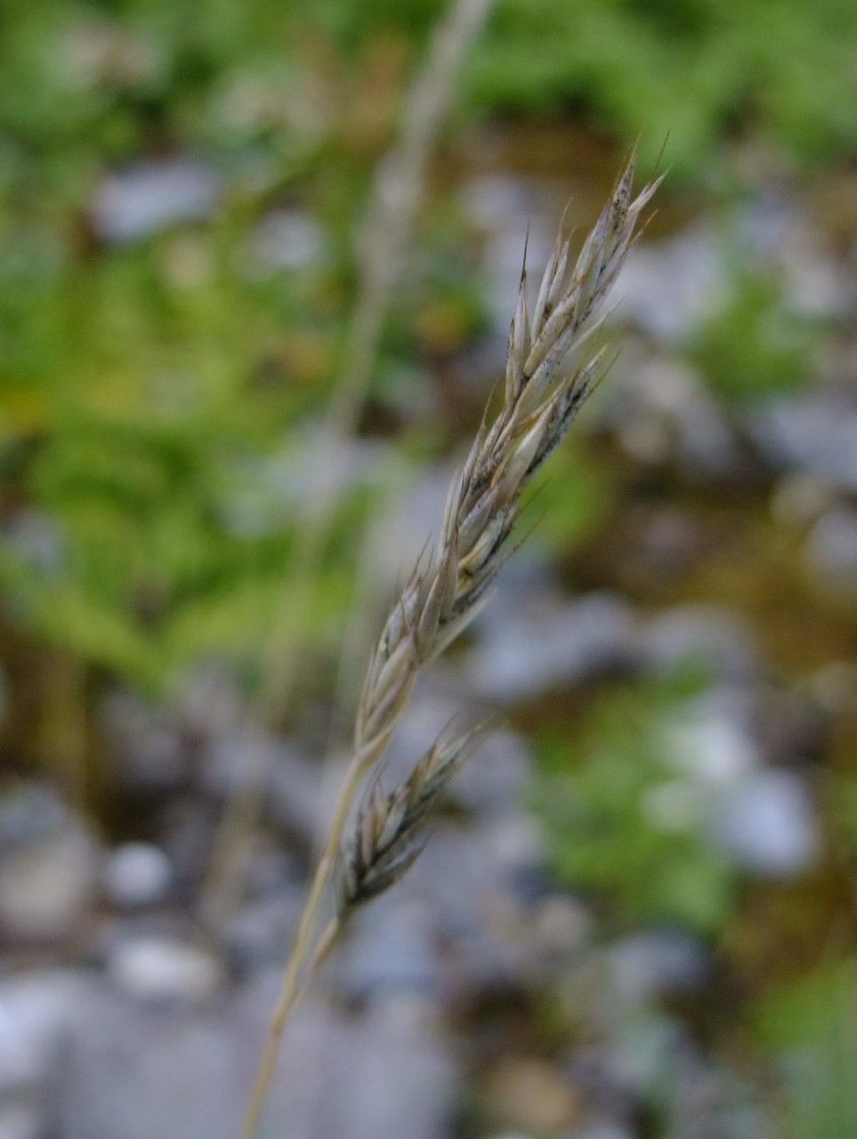 Festuca glacialis fruit