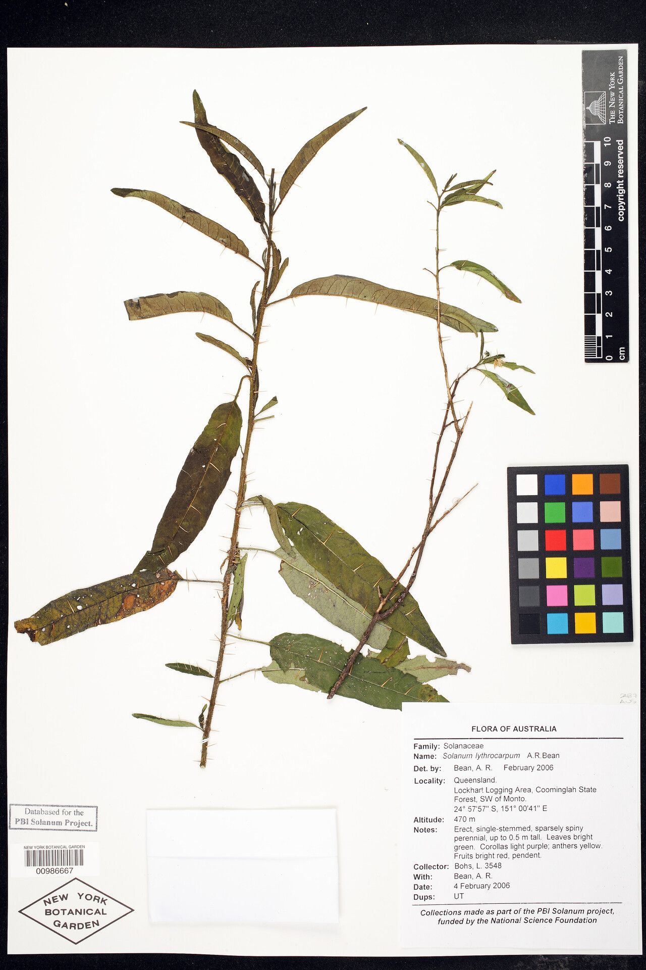 Solanum lythrocarpum — houseplant care guide