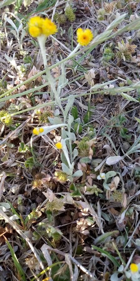 Chrysocephalum apiculatum — houseplant care guide