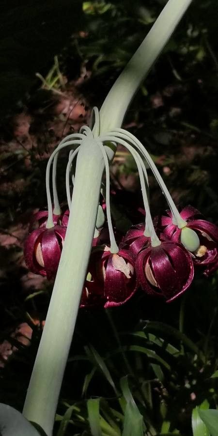 Podophyllum aurantiocaule bark