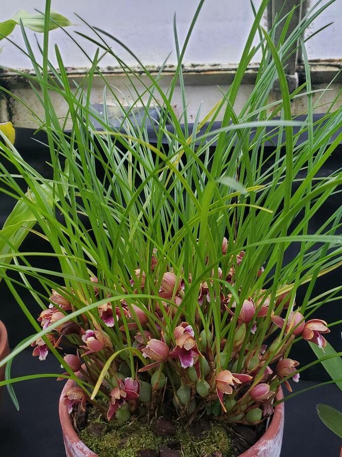 Maxillaria sanguinea habit