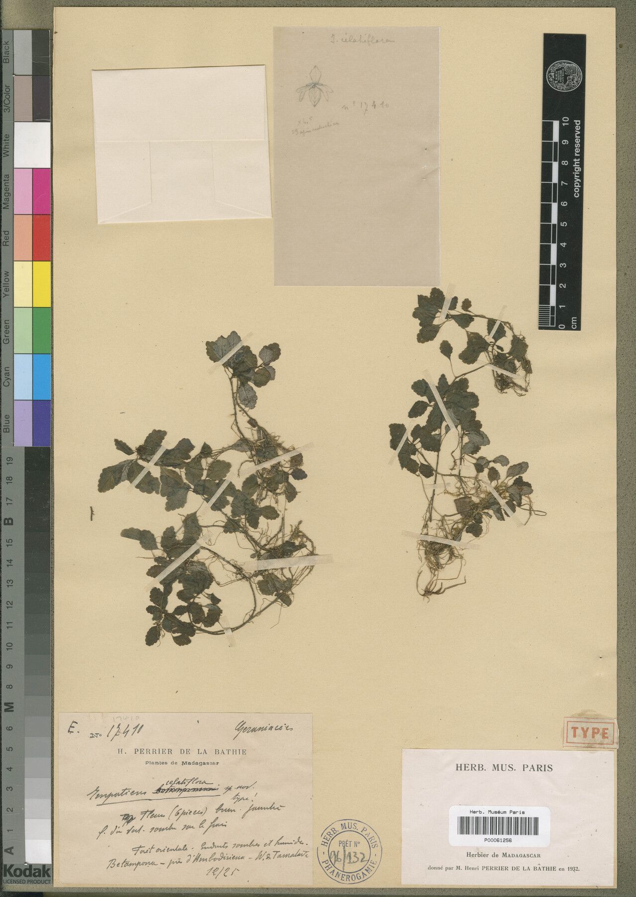 Impatiens celatiflora — houseplant care guide