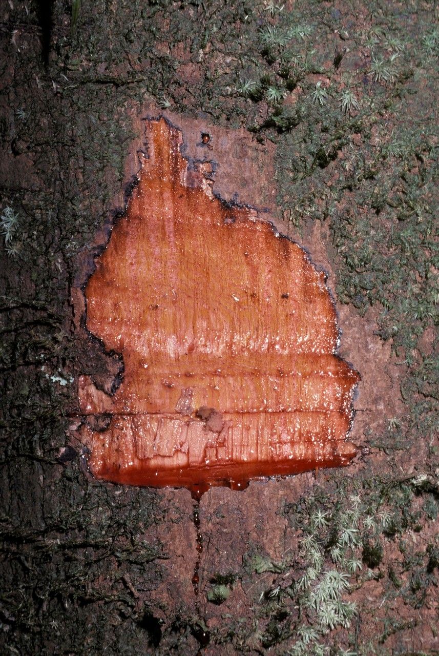 Virola michelii bark