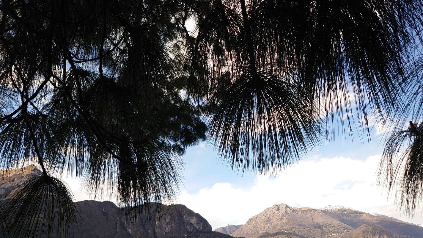 Pinus devoniana — search result for 'Pinaceae'