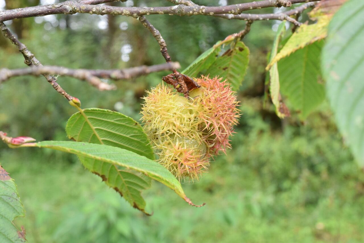 Corylus ferox fruit