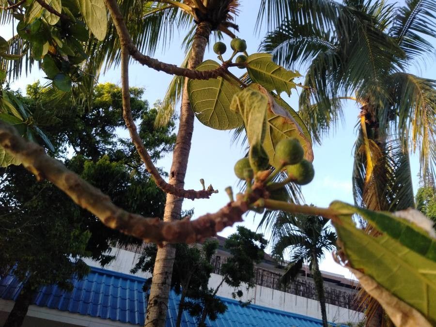 Ficus pedunculosa fruit