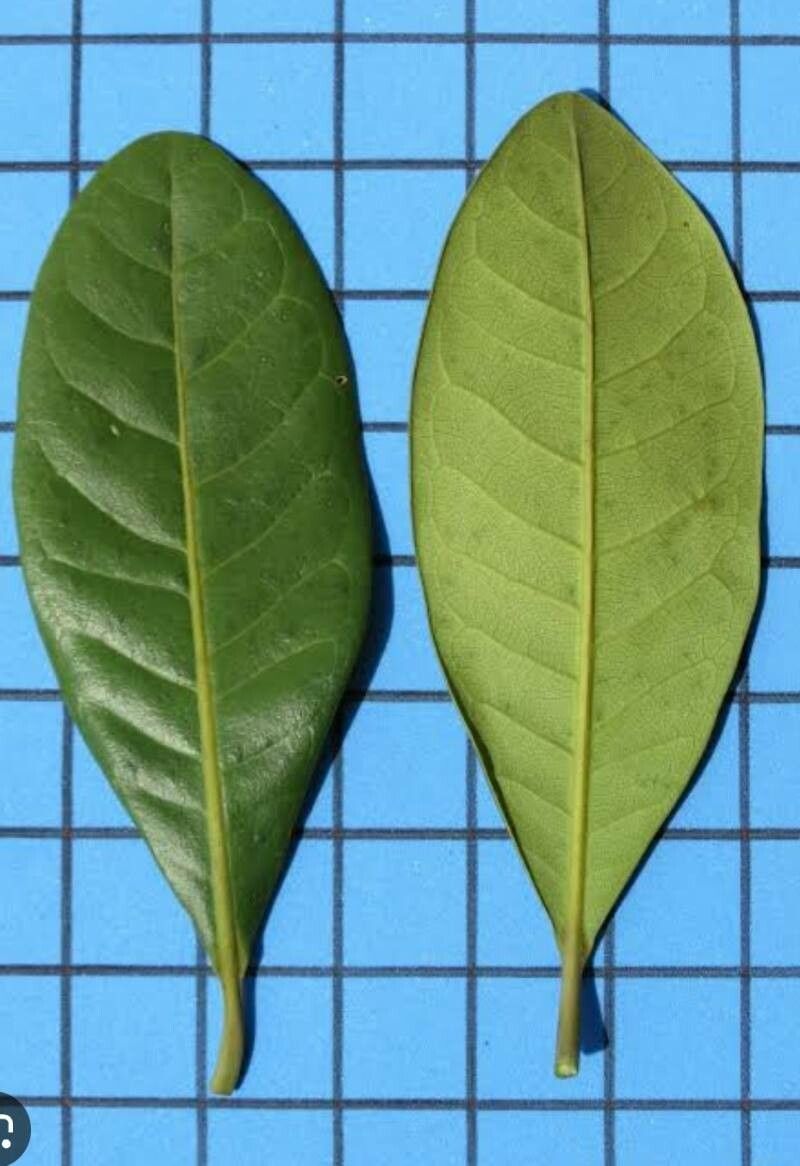 Tabebuia cassinoides leaf