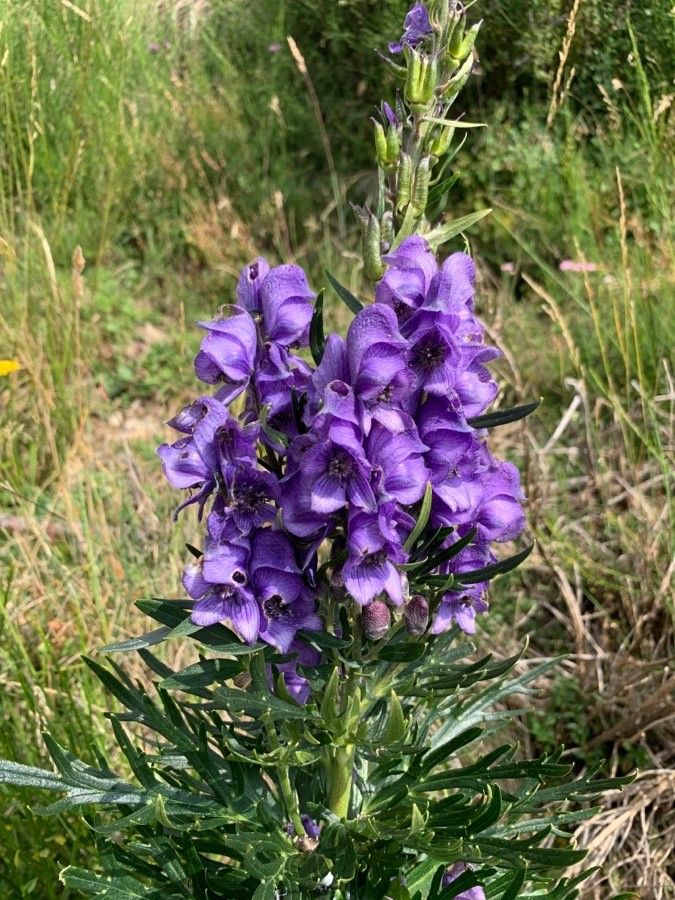 Aconitum variegatum flower
