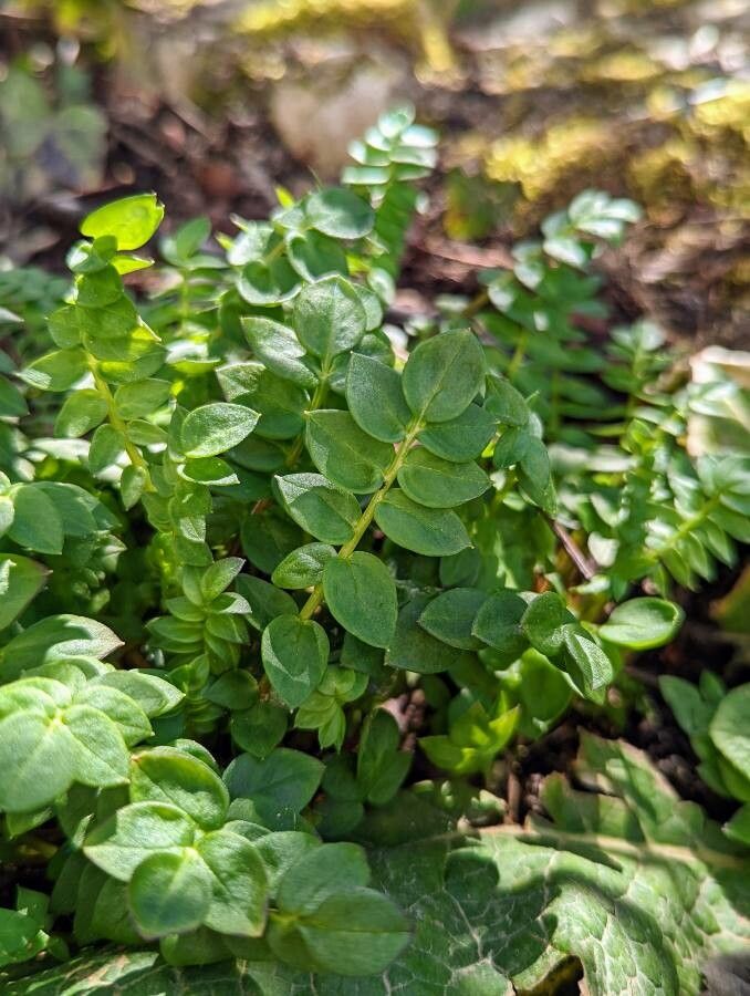 Polemonium reptans