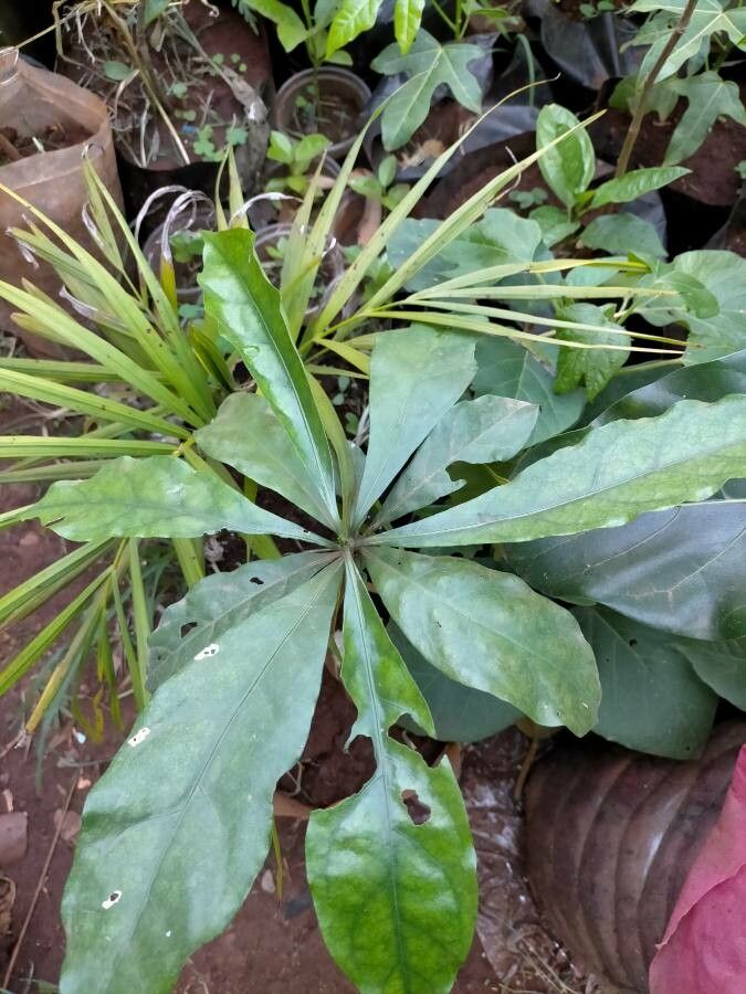 Rothmannia urcelliformis — search result for 'Rothmannia'