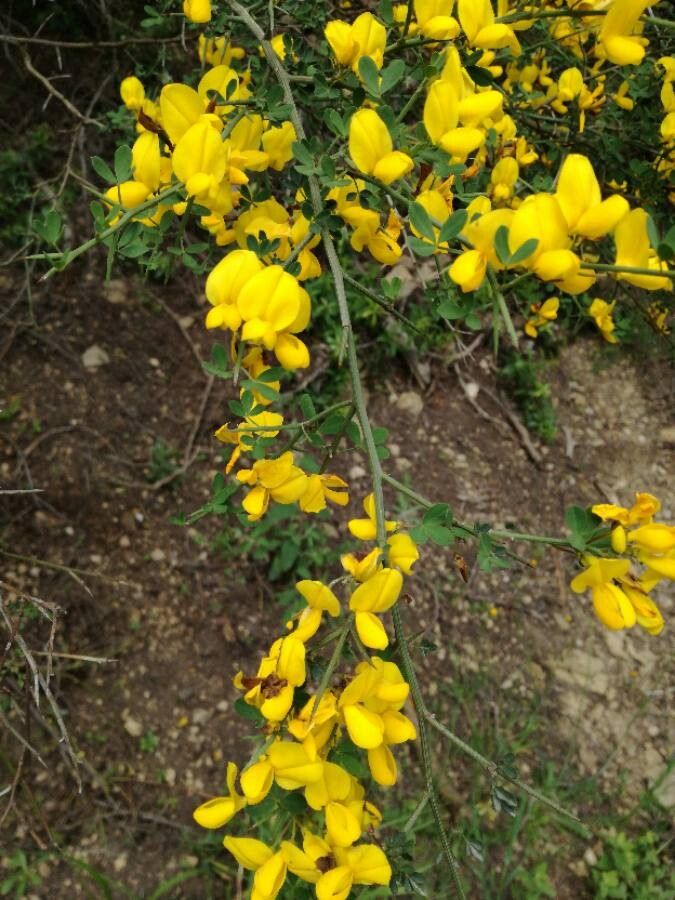 Genista salzmannii — search result for 'Genista'