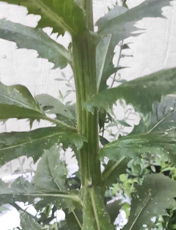 Cirsium altissimum bark
