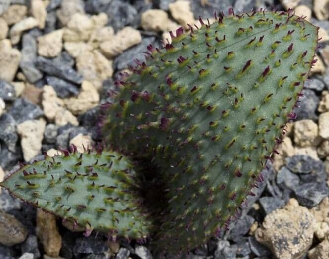 Massonia wittebergensis — houseplant care guide