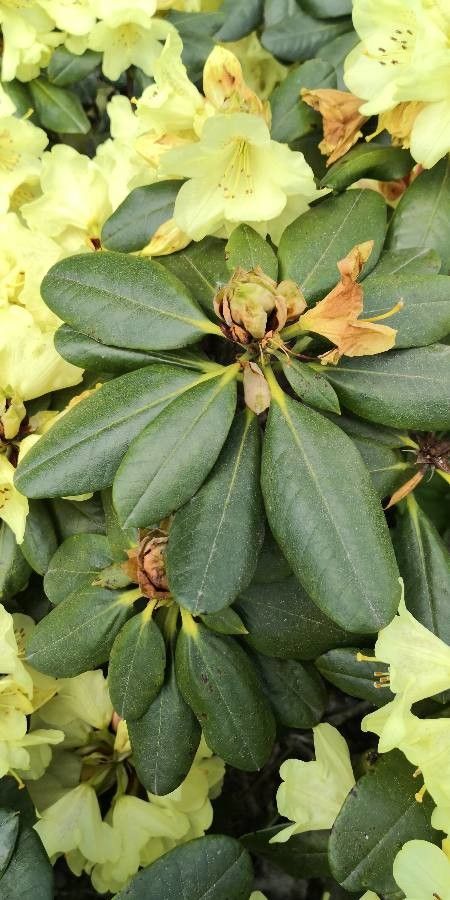 Rhododendron yakushimanum leaf