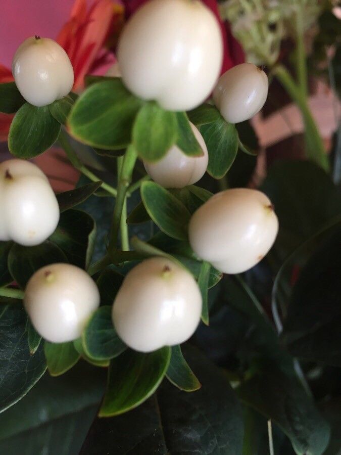 Mendoncia retusa — houseplant care guide