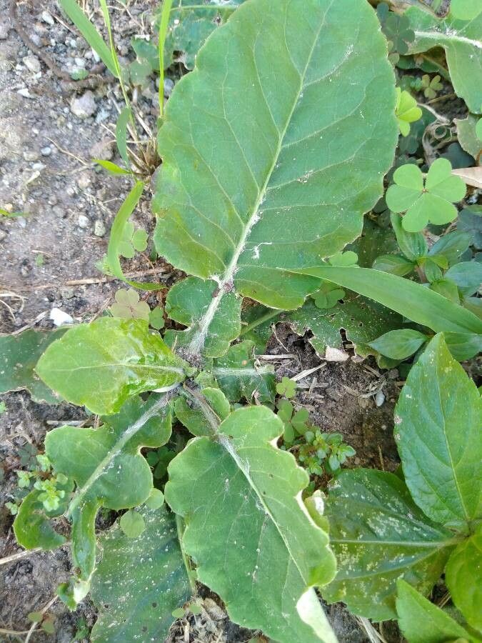 Chaptalia nutans — related species from the same genus