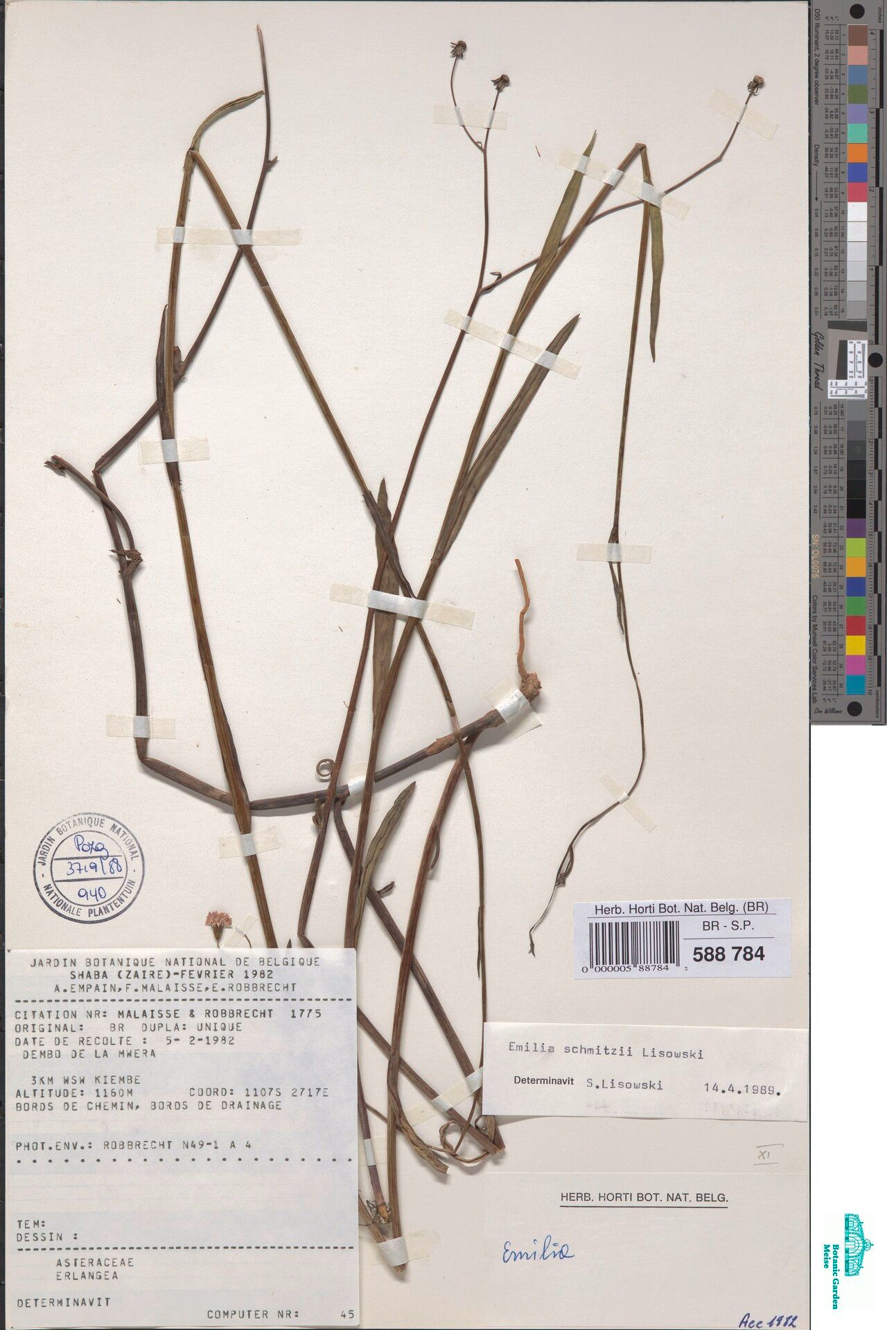 Emilia schmitzii — houseplant care guide