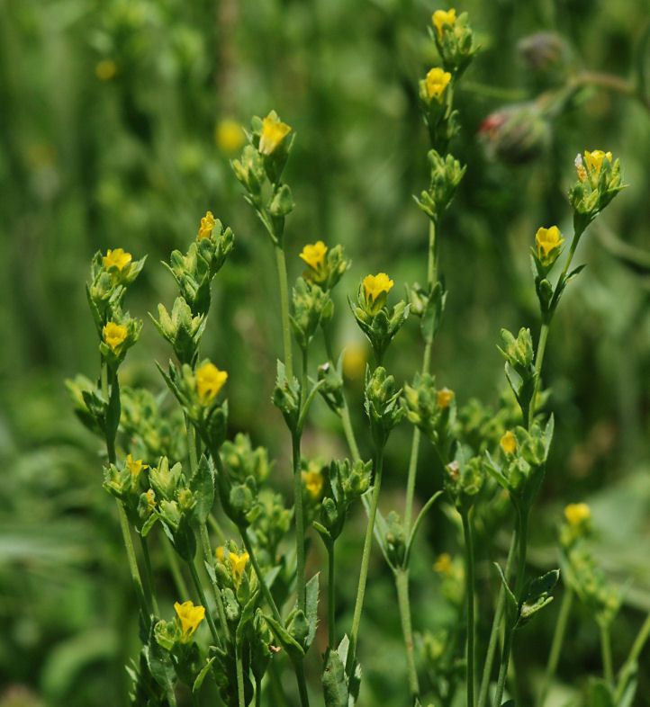 Linum digynum habit