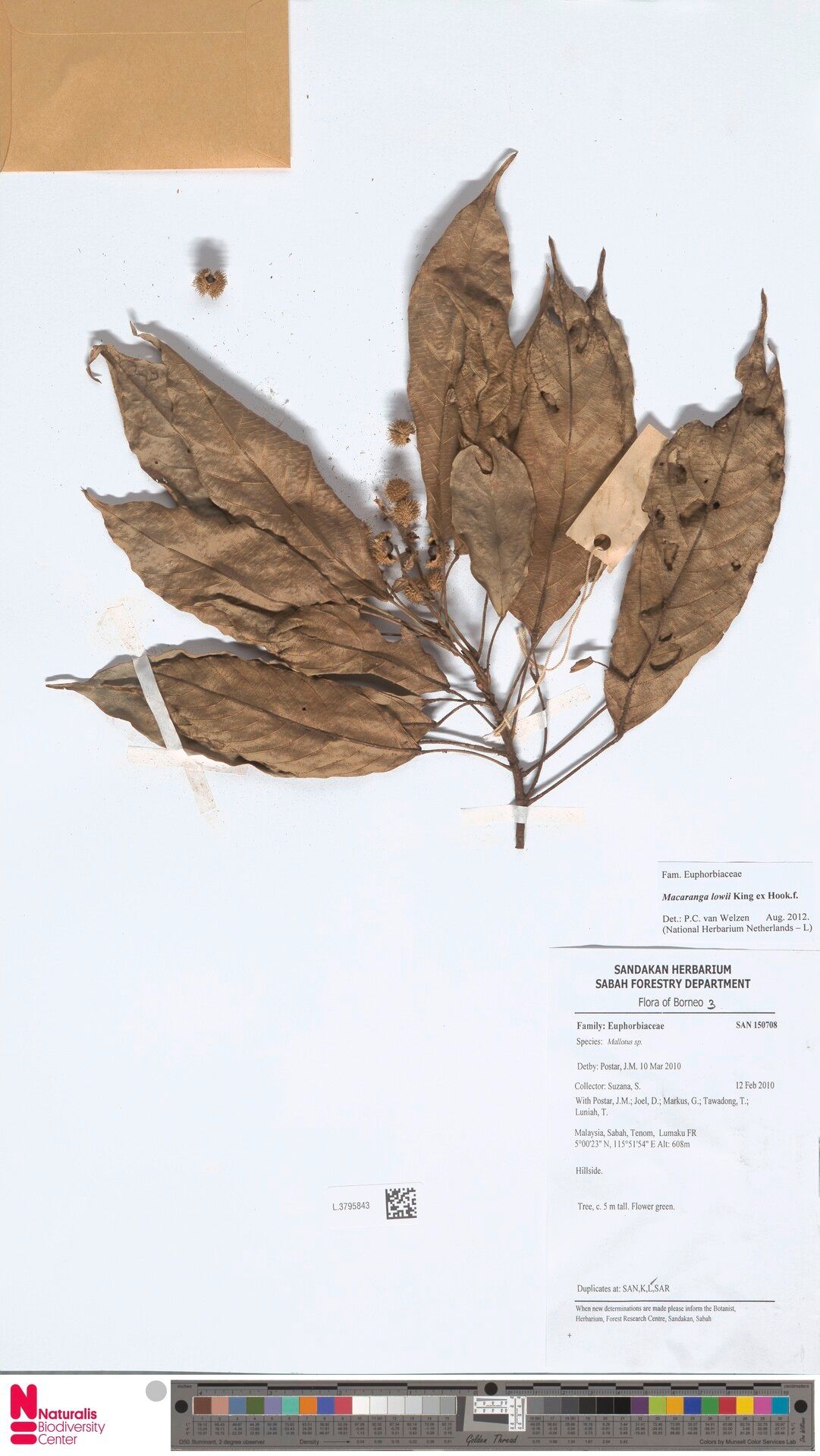 Macaranga lowii — houseplant care guide