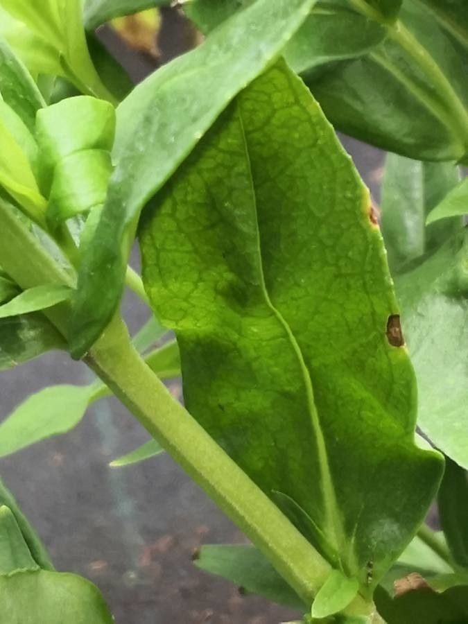 Penstemon hartwegii bark