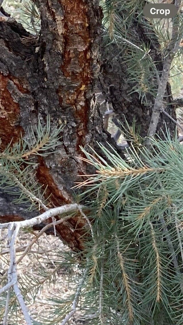 Pinus monophylla flower