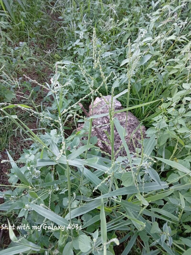 Panicum deustum — houseplant care guide