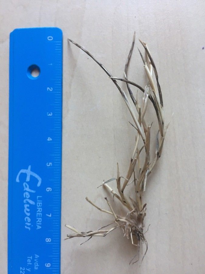 Parapholis incurva flower