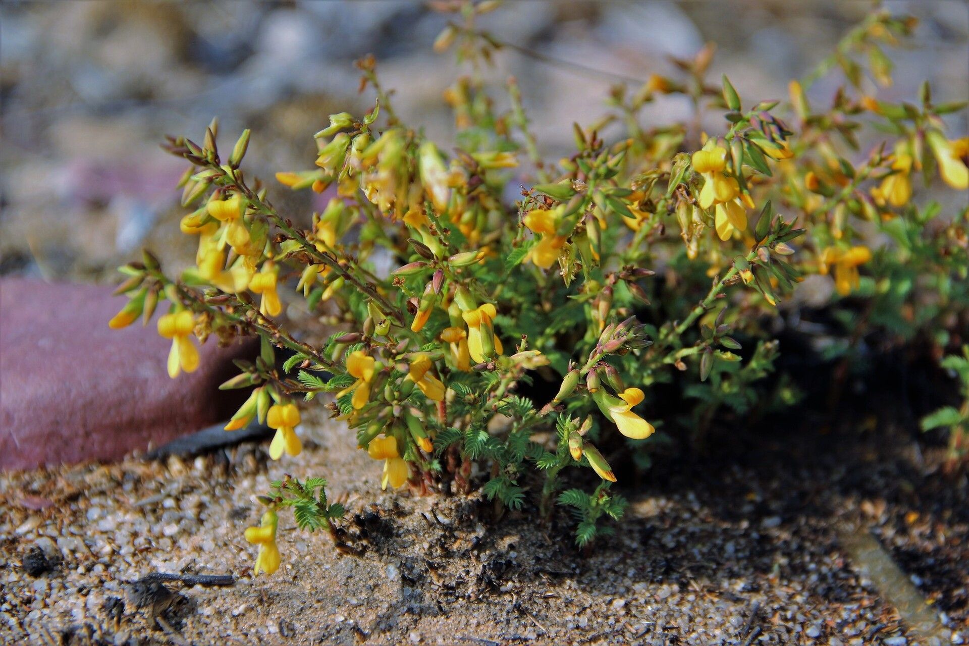 Aeschynomene tenuirama — houseplant care guide