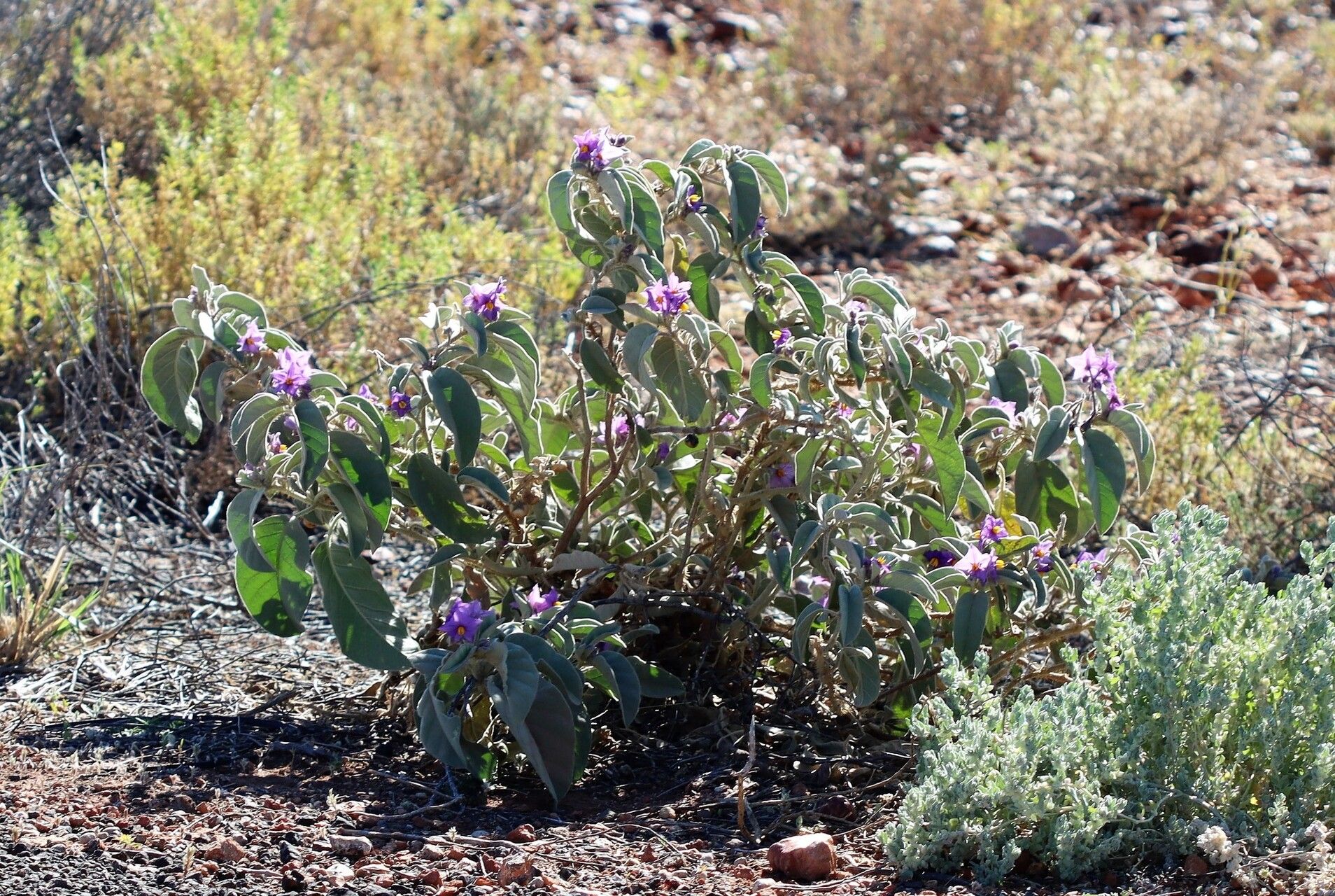 Solanum callosum habit