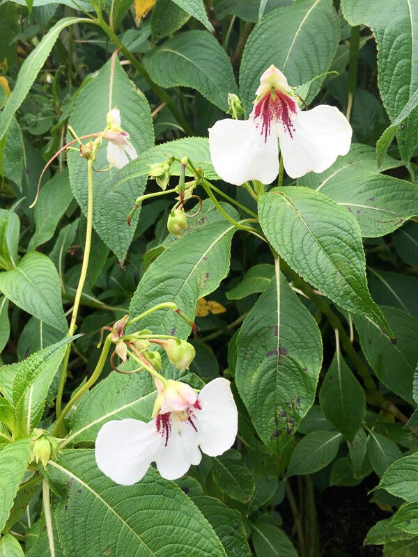 Impatiens tinctoria — search result for 'Impatiens'