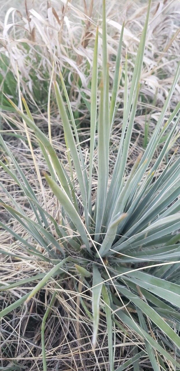 Yucca necopina — search result for 'Yucca'