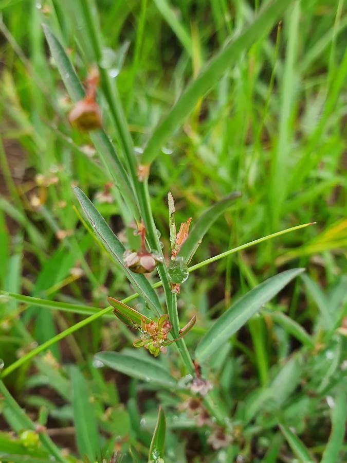Phyllanthus maderaspatensis flower