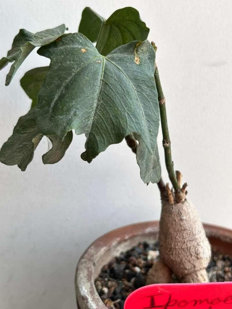 Ipomoea platensis leaf