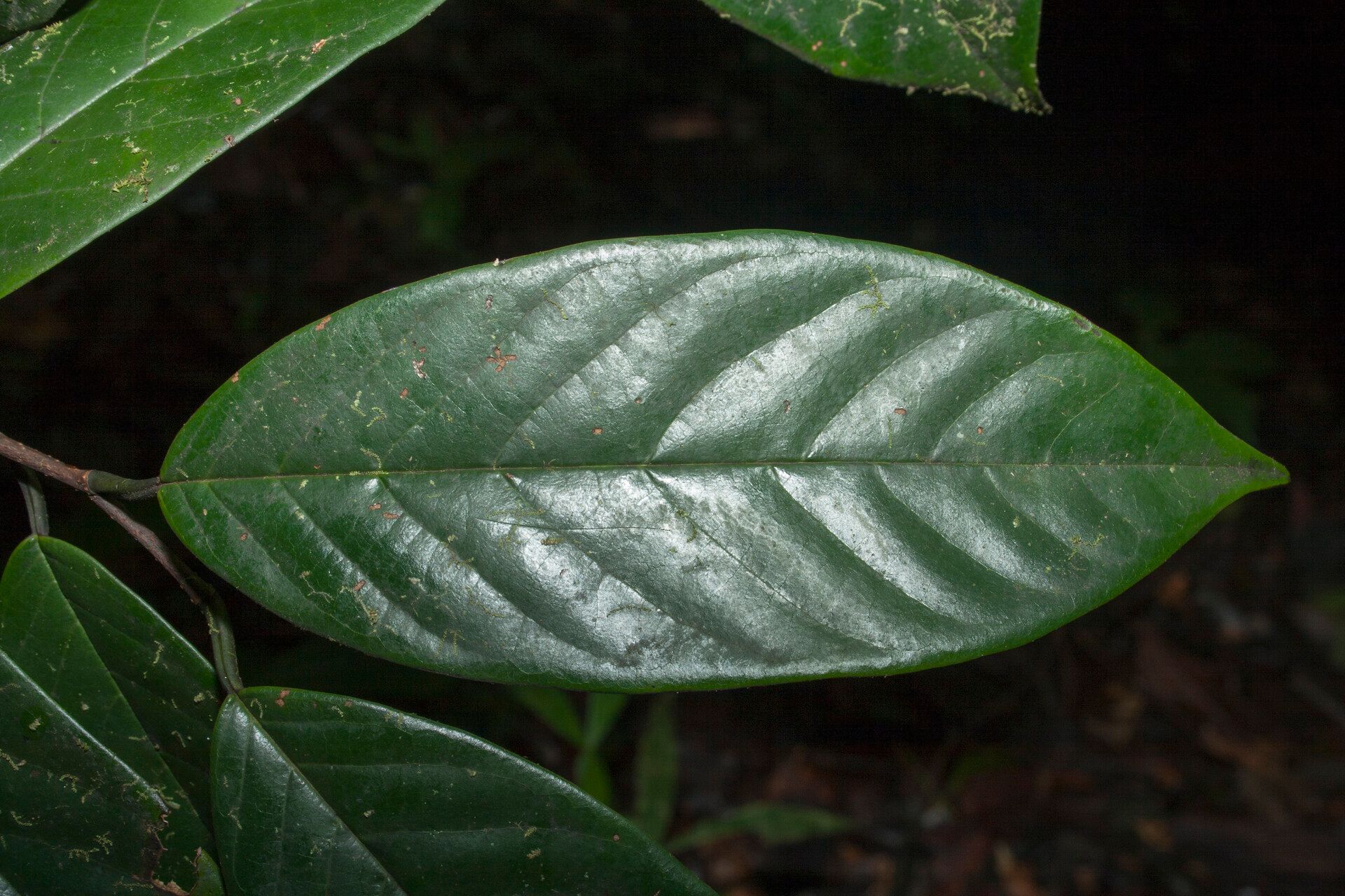 Annona neoelliptica leaf