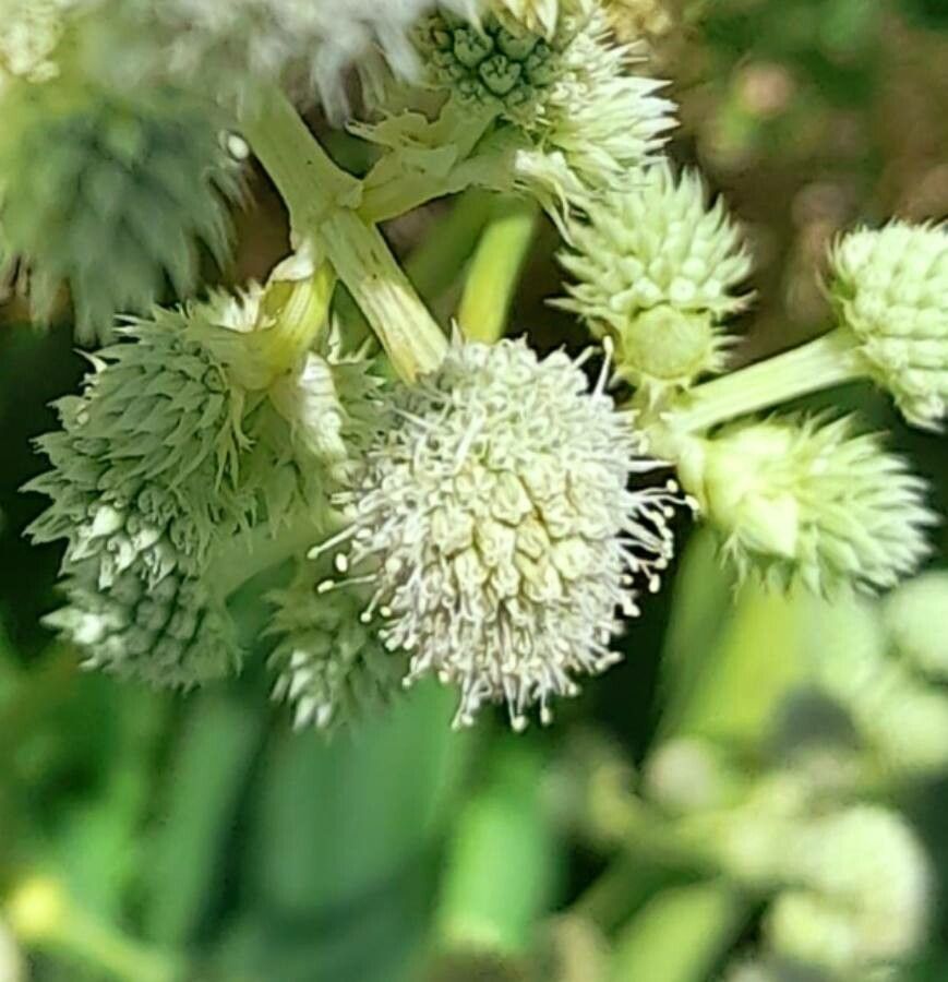 Eryngium elegans flower