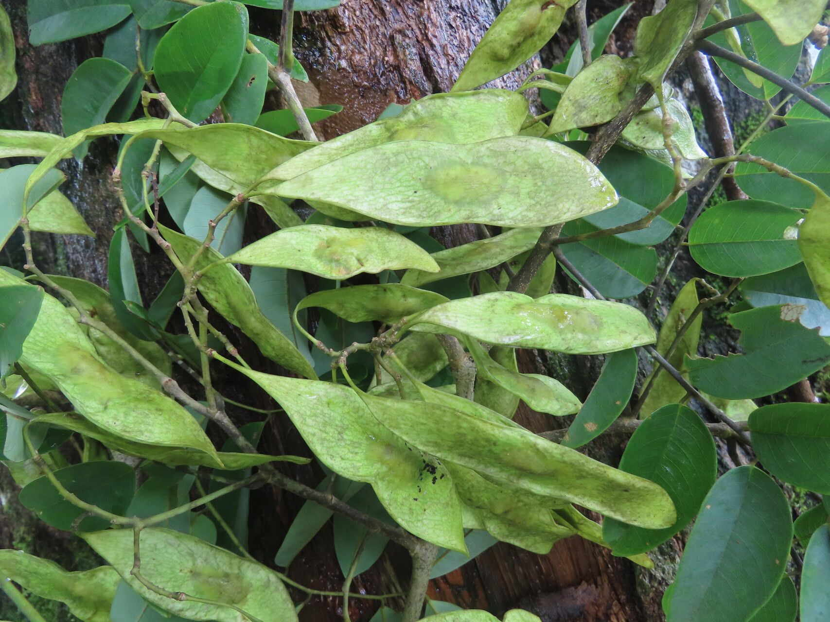Dalbergia melanocardium fruit