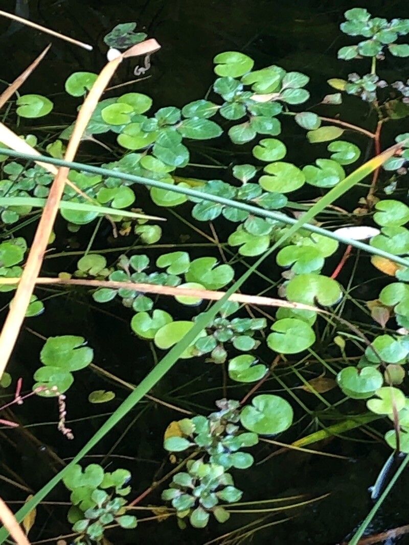 Hydrocharis morsus-ranae — search result for 'Hydrocharitaceae'