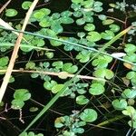 Hydrocharis morsus-ranae