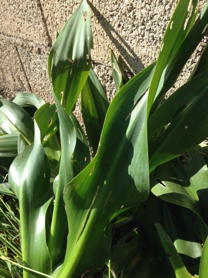 Drimia numidica — search result for 'Drimia'