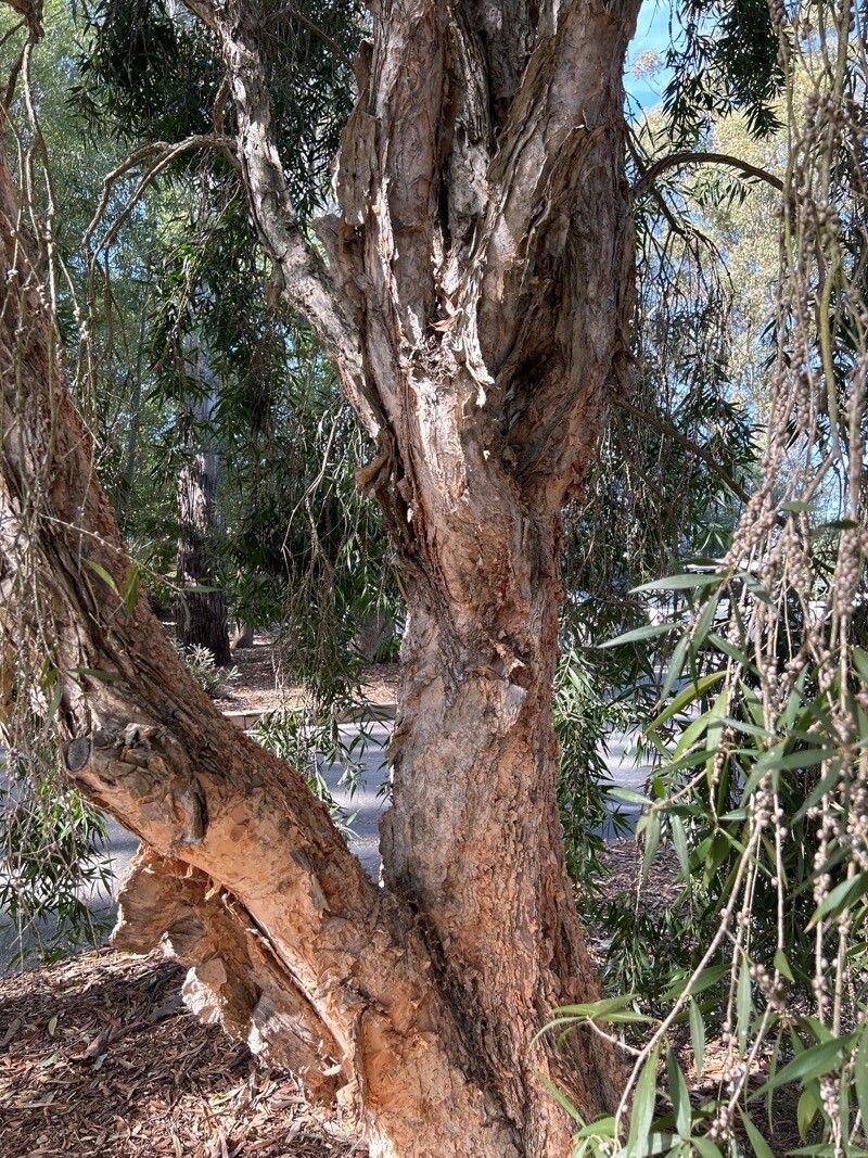 Melaleuca saligna bark