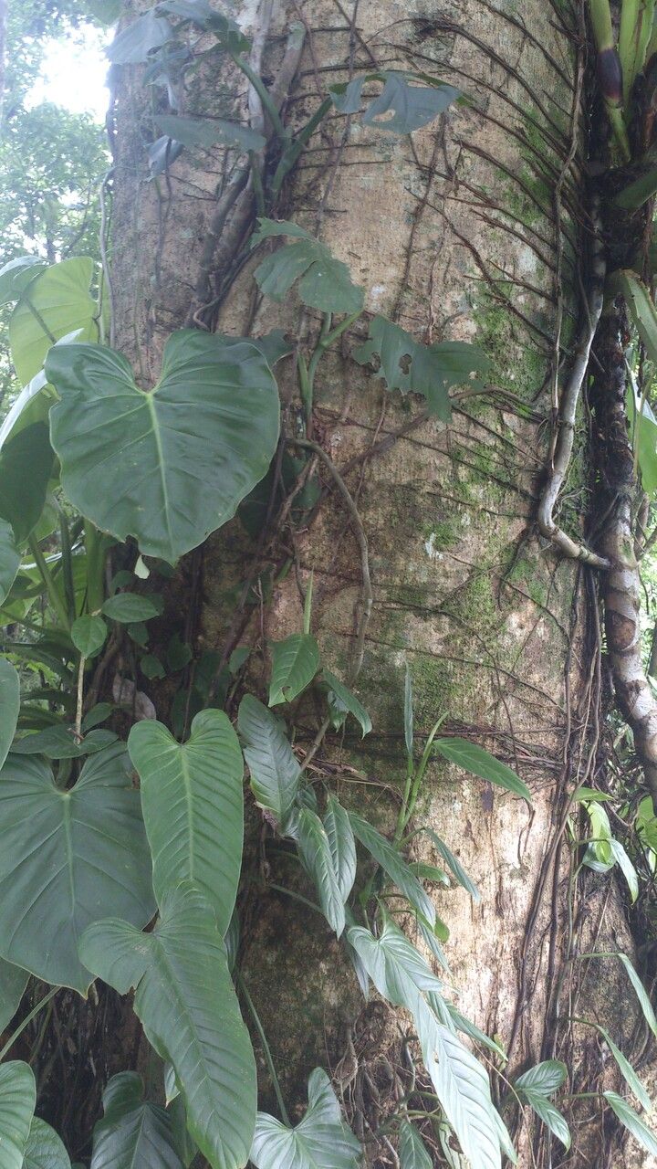 Magnolia gloriensis bark