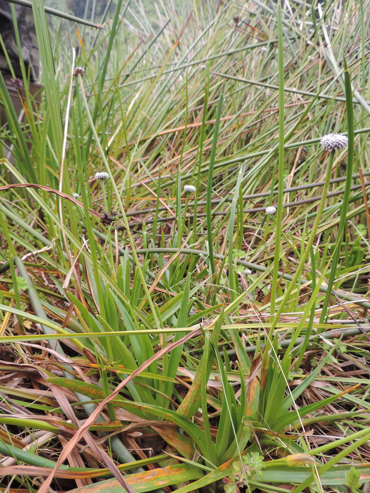 Eriocaulon schimperi habit