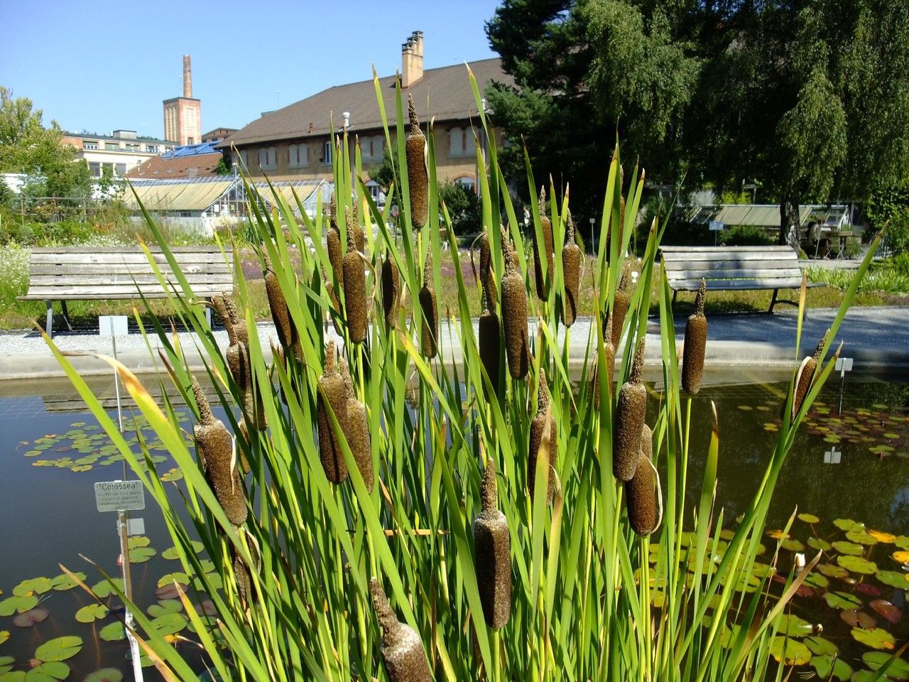 Typha shuttleworthii habit
