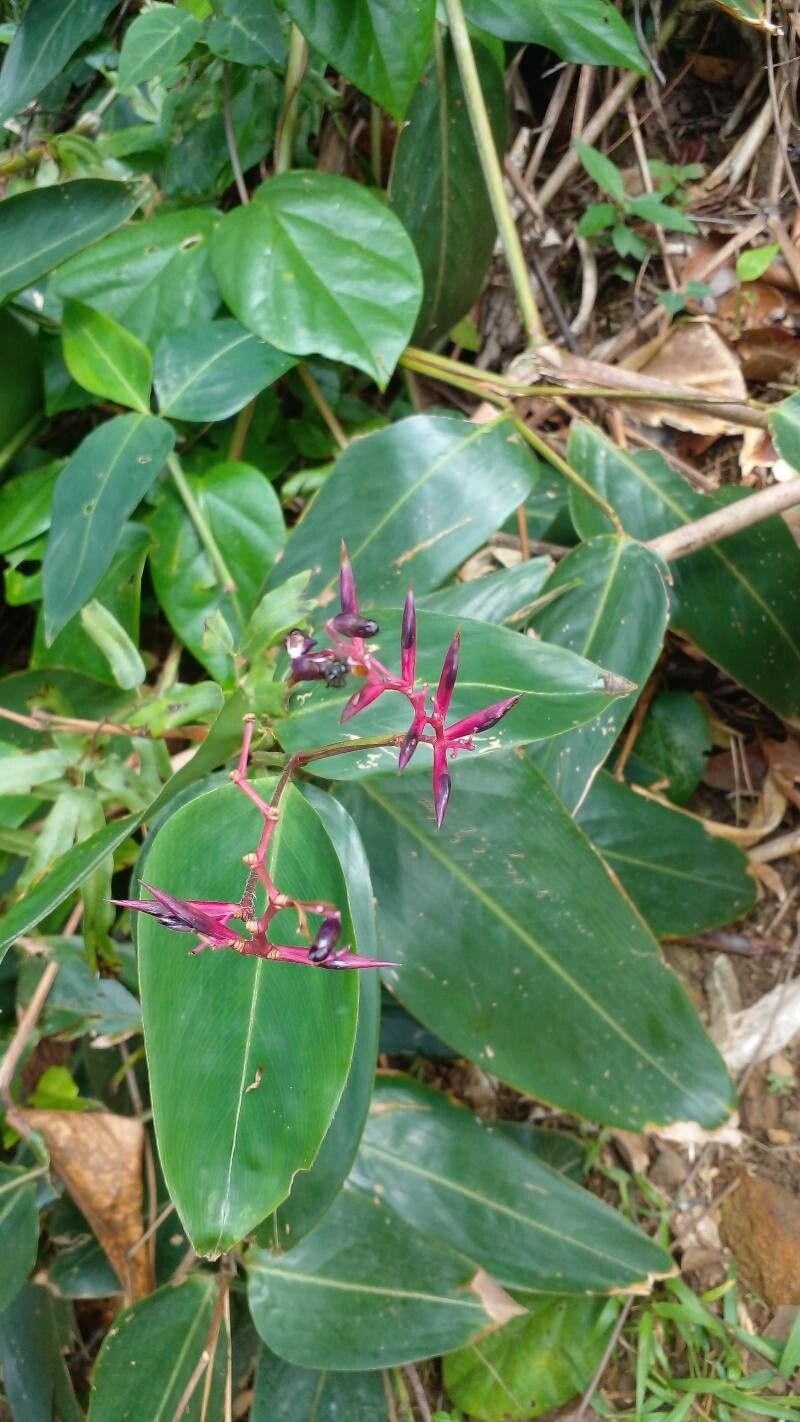 Stromanthe porteana other