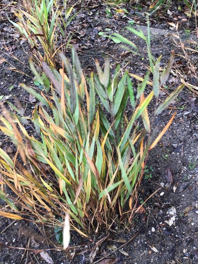 Hakonechloa macra — houseplant care guide